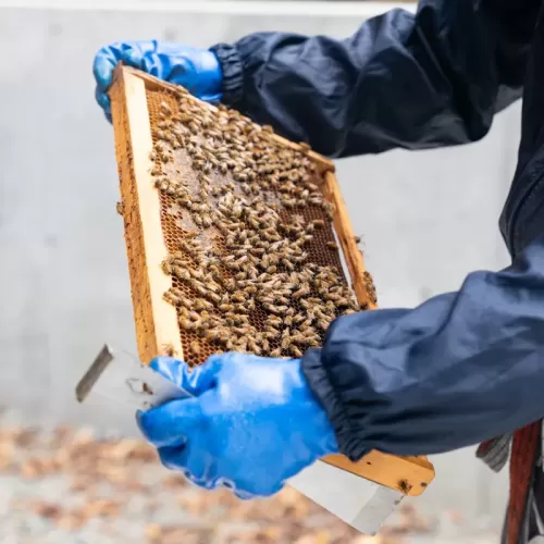 養蜂の様子のサムネイル