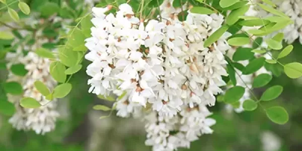 花の種類のサムネイル